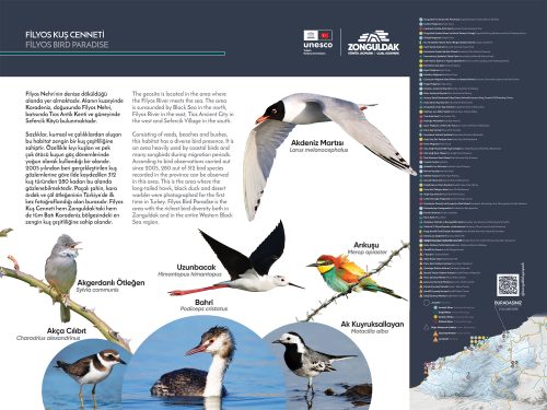 filyos kus cenneti tekli