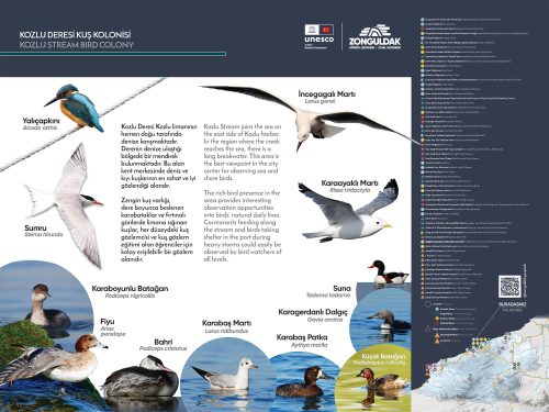 kozlu deresi kus kolonisi tekli